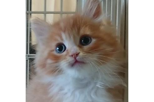 成約済の埼玉県のサイベリアン-13633の3枚目